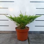 Borievka plazivá (Juniperus horizontalis) ‘ANDORRA COMPACT’ – výška 20-30 cm, ⌀ 20-30 cm, kont. C3L